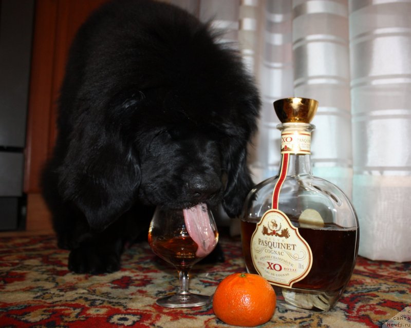 Фото: ньюфаундленд Soul of Rouz Alister (Соул оф Роуз Алистер)