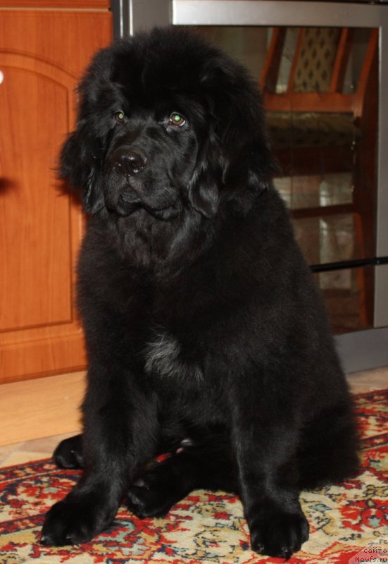 Фото: ньюфаундленд Soul of Rouz Alister (Соул оф Роуз Алистер)