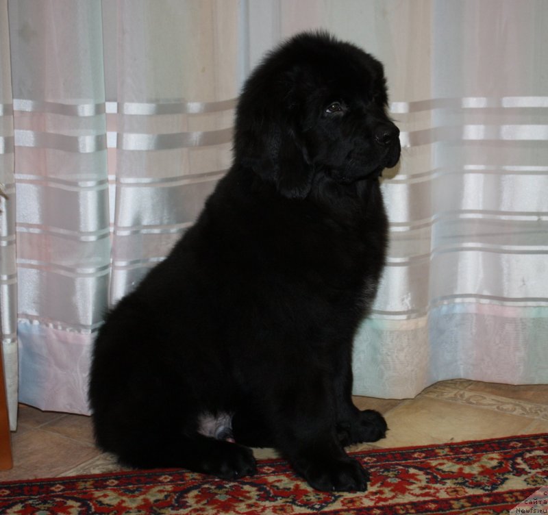 Фото: ньюфаундленд Soul of Rouz Alister (Соул оф Роуз Алистер)