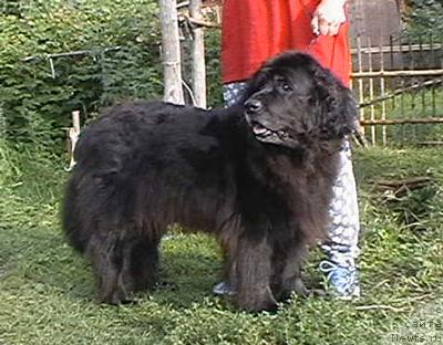 Фото: ньюфаундленд Vesta Layf Seyver (Веста Лайф Сейвер)