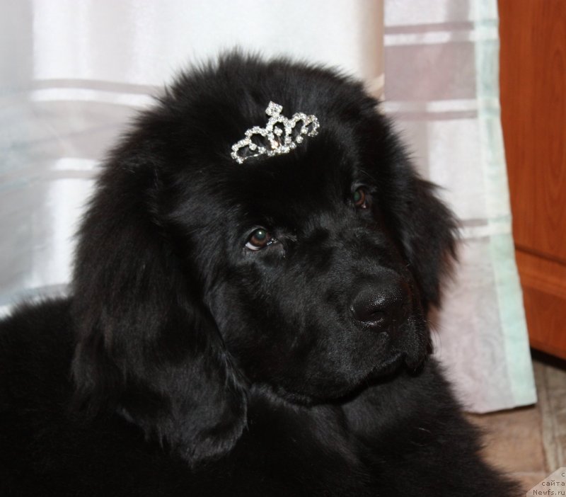 Фото: ньюфаундленд Soul of Rouz Assia (Соул оф Роуз Ассиа)