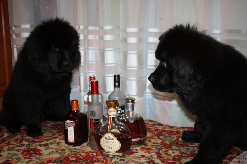 Фото: ньюфаундленд Soul of Rouz Assia (Соул оф Роуз Ассиа), ньюфаундленд Soul of Rouz Alister (Соул оф Роуз Алистер)