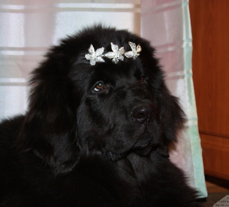 Фото: ньюфаундленд Soul of Rouz Assia (Соул оф Роуз Ассиа)