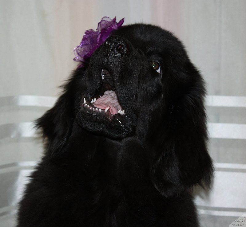 Фото: ньюфаундленд Soul of Rouz Assia (Соул оф Роуз Ассиа)