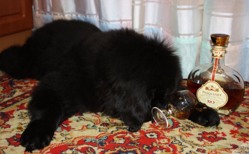 Фото: ньюфаундленд Soul of Rouz Alister (Соул оф Роуз Алистер)