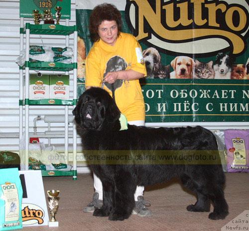 Фото: ньюфаундленд Talula Bell (Талула Белл), Anna Kovalyova (Анна Ковалёва)