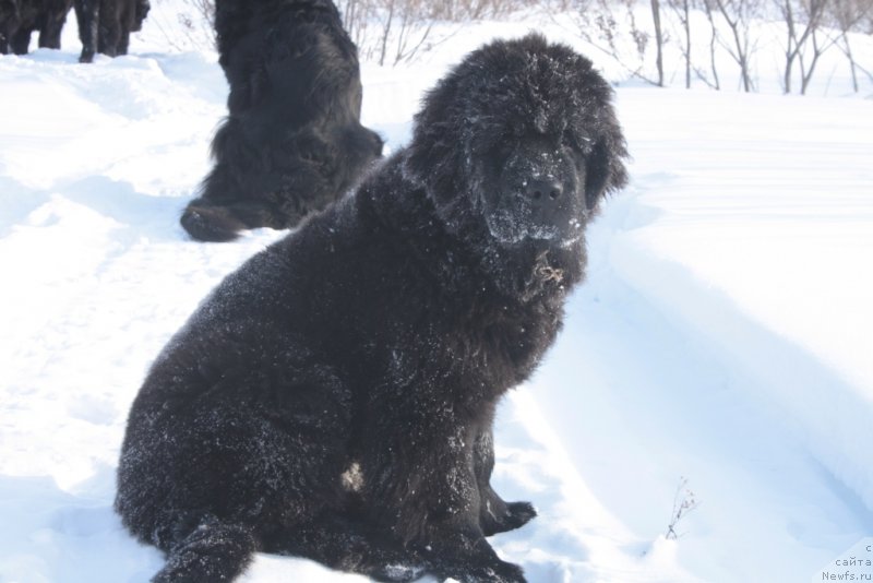 Фото: ньюфаундленд YAntarnaya Mechta (Янтарная Мечта)