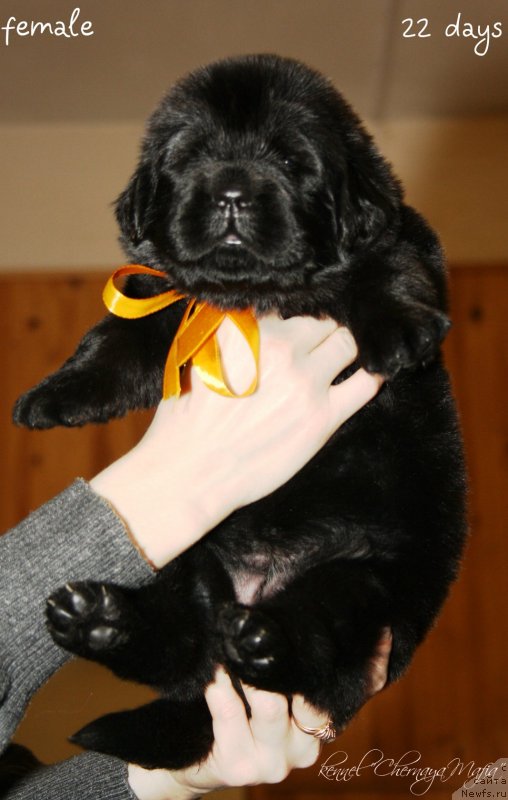 Фотография № 120026