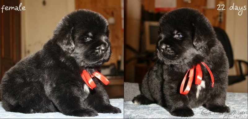 Фотография № 120027