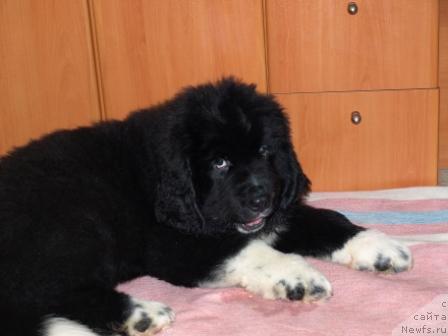 Фото: ньюфаундленд Piternyuf Zhit' Horosho (Питерньюф Жить Хорошо)