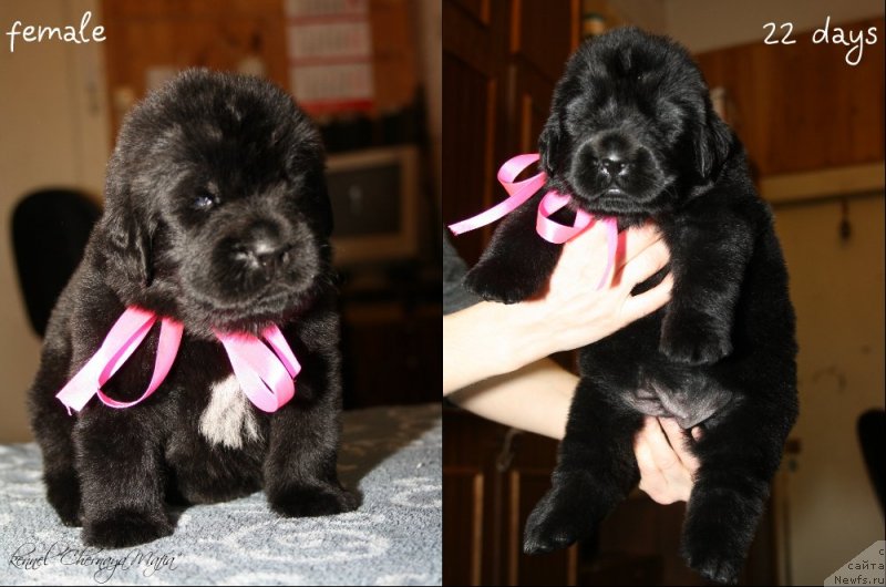 Фотография № 120034