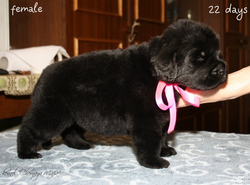 Фотография № 120035