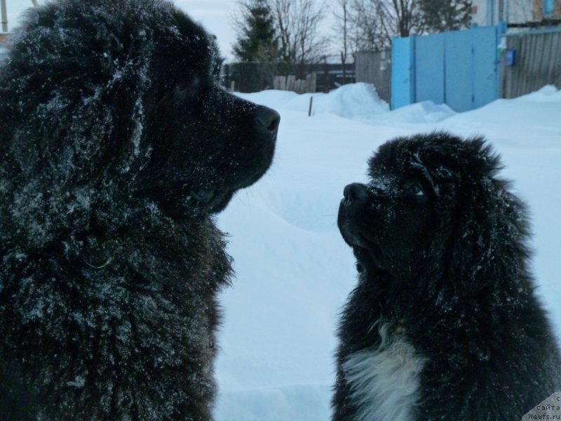 Фото: [d11747] и, ньюфаундленд Dark Pride Vivienne (Дак Прайд Вивьен)