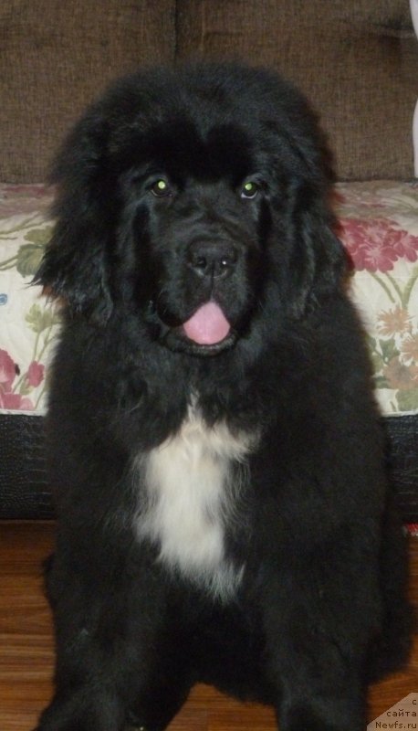 Фотография № 120058