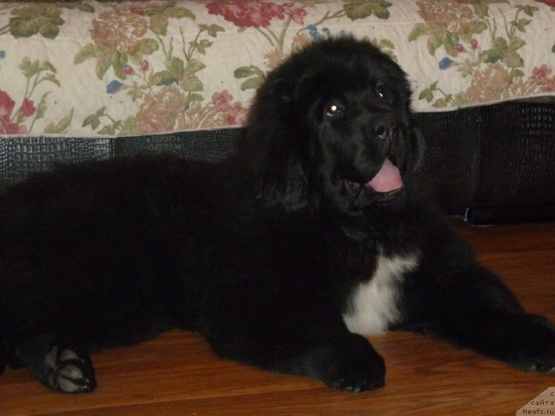 Фотография № 120059