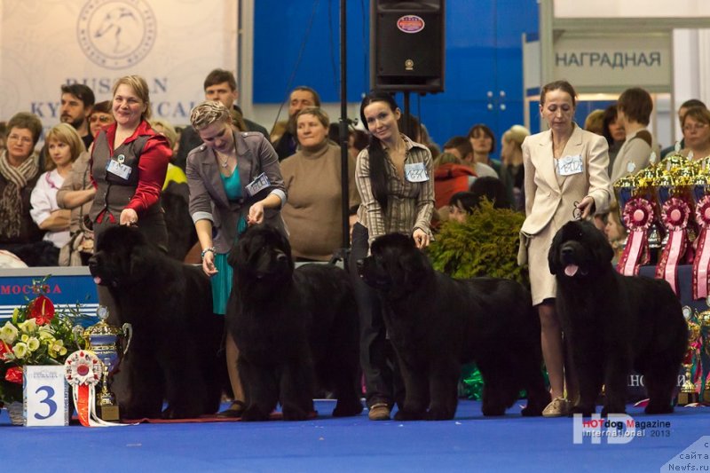 Фото: ньюфаундленд Giacomo vom Darius Land, ньюфаундленд Vom Waterfall Land Ay Todor (Вом Ватерфалл Лэнд Ай Тодор), ньюфаундленд Angelo Orso Cerera (Анджело Орсо Церера), ньюфаундленд Toptyzhka Geroy Nashego Vremeni (Топтыжка Герой Нашего Времени), Милка, Саша, Tat'yana Il'ina (Татьяна Ильина), Antonina CHigvinceva (Антонина Чигвинцева)