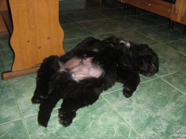 Фото: ньюфаундленд Na Grebne Volnyi Korolevskiy Syin (На Гребне Волны Королевский Сын)