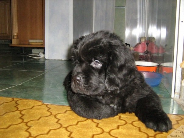 Фото: ньюфаундленд Na Grebne Volnyi Korolevskiy Syin (На Гребне Волны Королевский Сын)