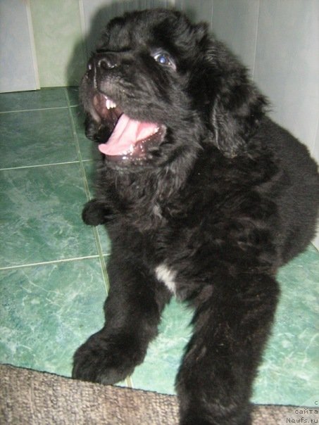 Фото: ньюфаундленд Na Grebne Volnyi Korolevskiy Syin (На Гребне Волны Королевский Сын)