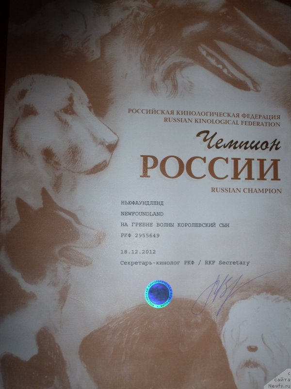Фото: ньюфаундленд Na Grebne Volnyi Korolevskiy Syin (На Гребне Волны Королевский Сын)