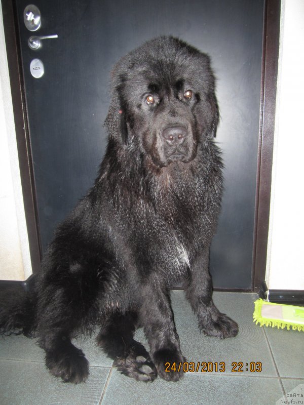 Фото: ньюфаундленд Van Len Taym Older (Ван Лен Тайм Олдер)