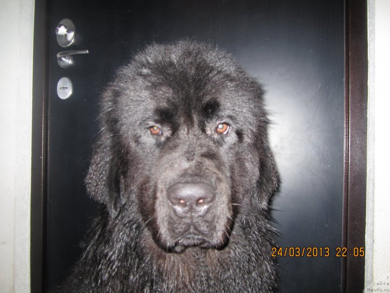 Фото: ньюфаундленд Van Len Taym Older (Ван Лен Тайм Олдер)