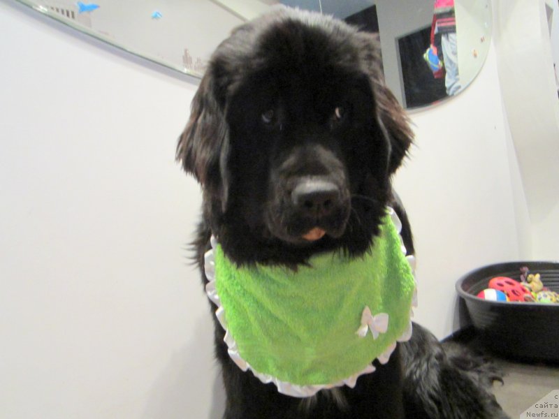 Фотография № 120087