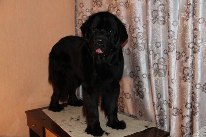 Фото: ньюфаундленд Uyutnaya Dolina Black Diamond Velinda (Уютная Долина Блэк Даймонд Велинда)