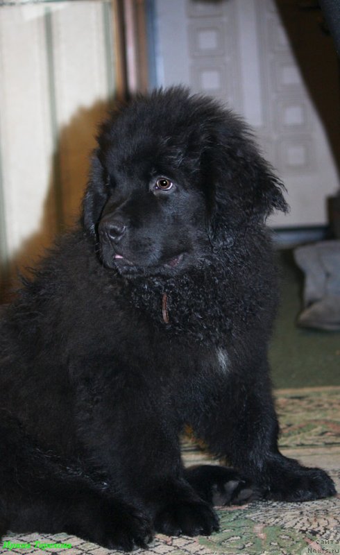Фото: ньюфаундленд CHarl'z Balu Blek Biar (Чарльз Балу Блек Биар)