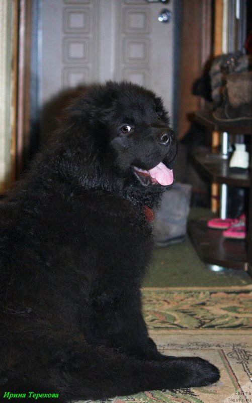 Фото: ньюфаундленд CHarl'z Balu Blek Biar (Чарльз Балу Блек Биар)