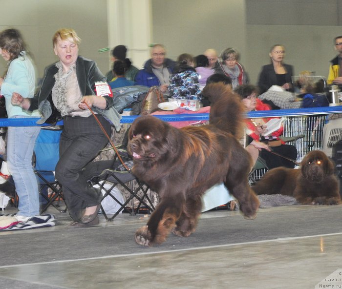 Фото: ньюфаундленд Aquatoriya Kelvin Reds Begin and Win (Акватория Келвин Редс Бегин энд Вин)