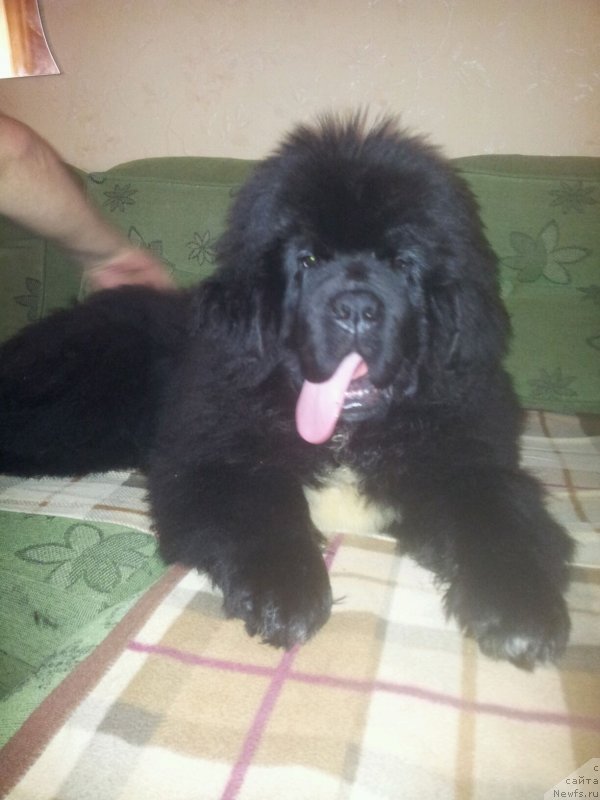 Фото: ньюфаундленд Dark Pride Van Gogh (Дак Прайд Ван Гог)