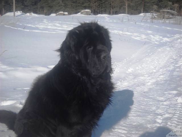 Фото: ньюфаундленд Fann'yuf YAshka Haker (Фанньюф Яшка Хакер)