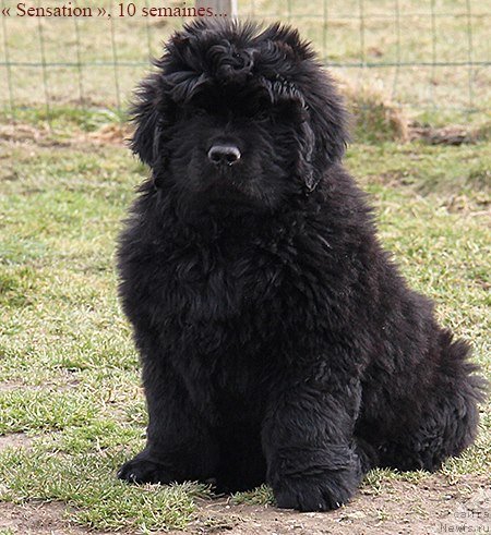 Фото: ньюфаундленд Deep Love I'm Sensation (Deep Love I'm Sensation)