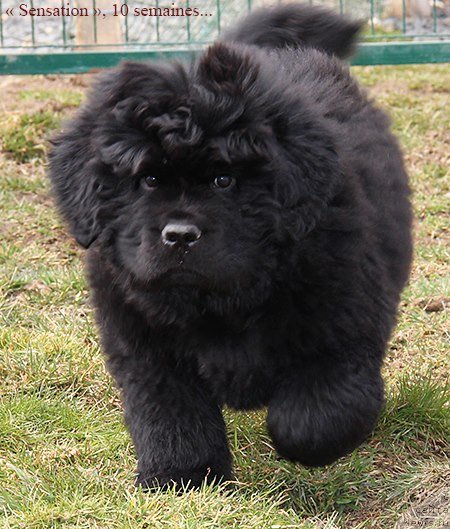 Фото: ньюфаундленд Deep Love I'm Sensation (Deep Love I'm Sensation)