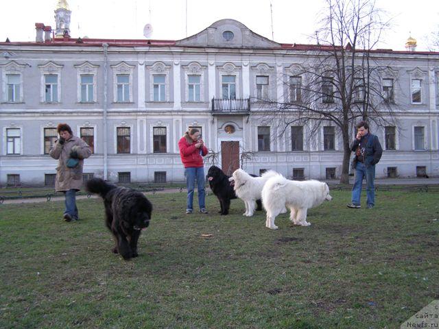 Фото: ньюфаундленд Smigar Shelkovaya Noch (Смигар Шелковая Ночь), ньюфаундленд Talula Bell (Талула Белл)