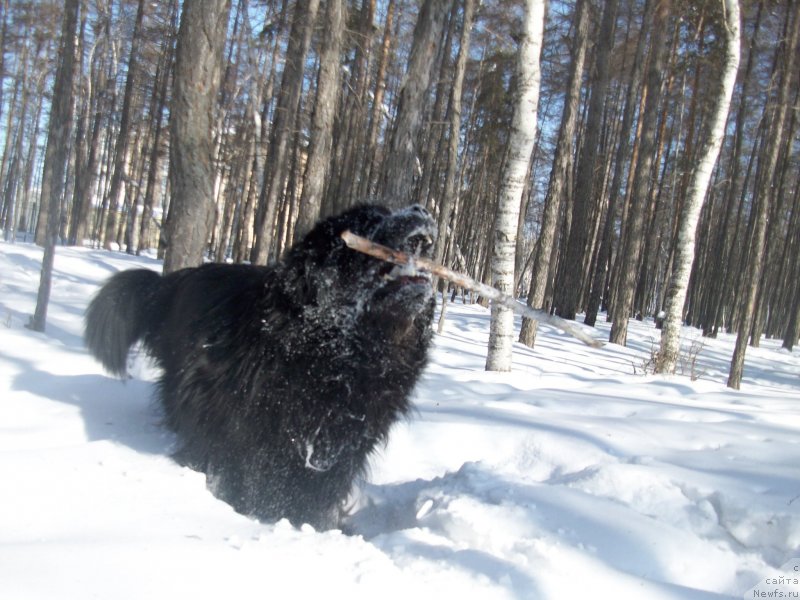 Фото: ньюфаундленд Karat iz Medvejyego Yara (Карат из Медвежьего Яра)