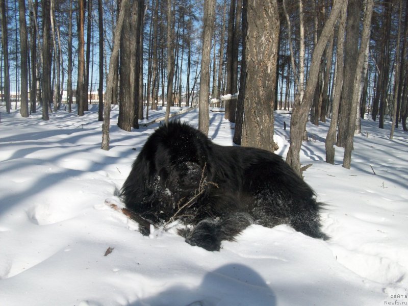Фото: ньюфаундленд Karat iz Medvejyego Yara (Карат из Медвежьего Яра)