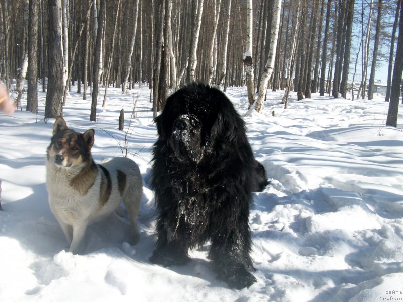 Фото: ньюфаундленд Karat iz Medvejyego Yara (Карат из Медвежьего Яра)