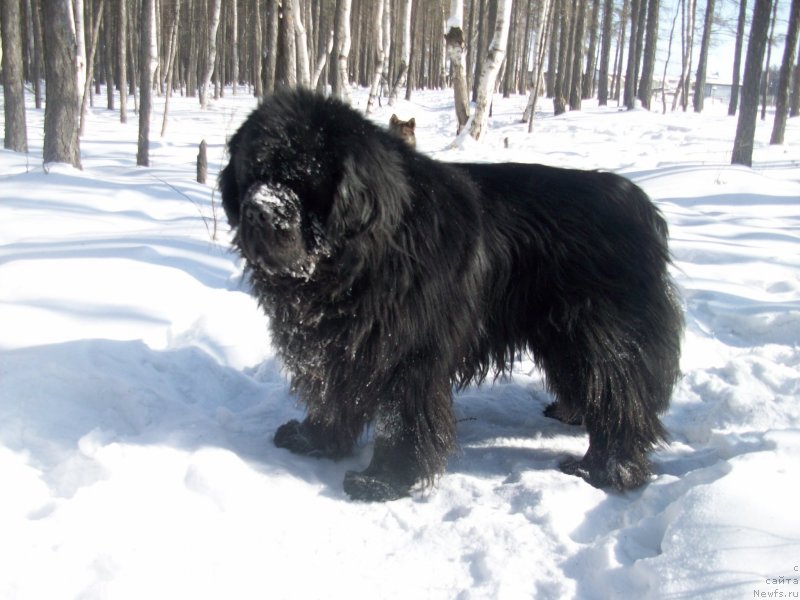 Фото: ньюфаундленд Karat iz Medvejyego Yara (Карат из Медвежьего Яра)