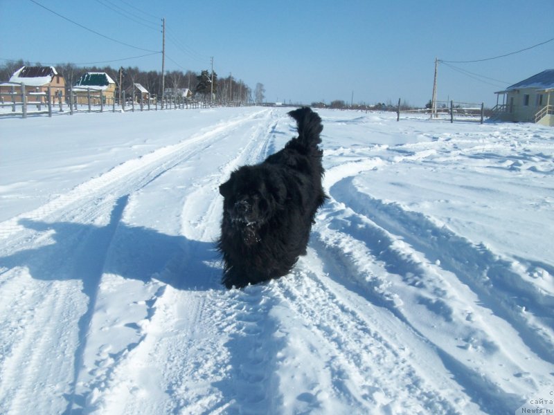 Фото: ньюфаундленд Yarada iz Sibirskoy Glubinki (Ярада из Сибирской Глубинки)