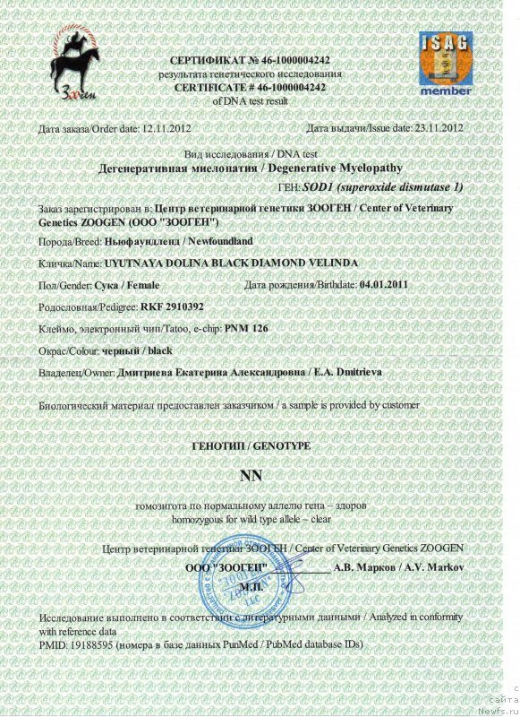 Фото: ньюфаундленд Uyutnaya Dolina Black Diamond Velinda (Уютная Долина Блэк Даймонд Велинда)