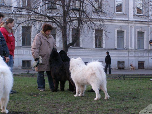 Фото: ньюфаундленд Smigar Shelkovaya Noch (Смигар Шелковая Ночь), ньюфаундленд Talula Bell (Талула Белл)