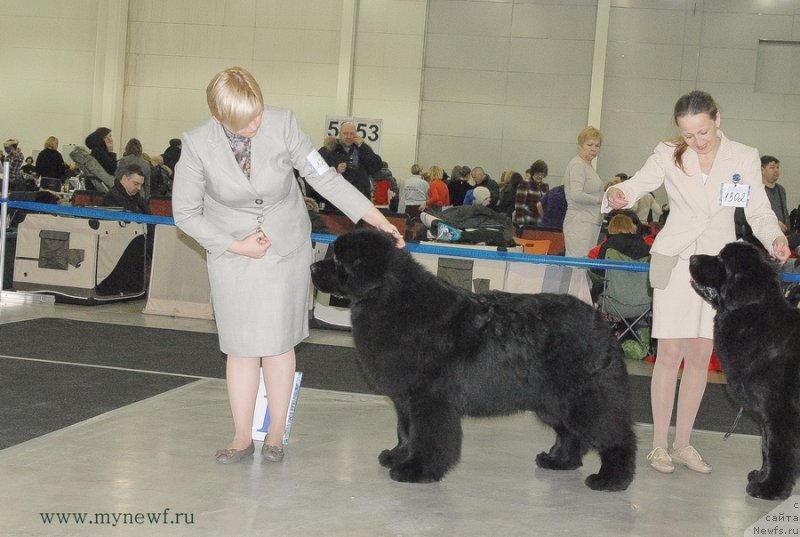Фото: ньюфаундленд Aquatoriya Kelvin From Siberia at Cayuga (Акватория Келвин Фром Сибириа эт Каюга)