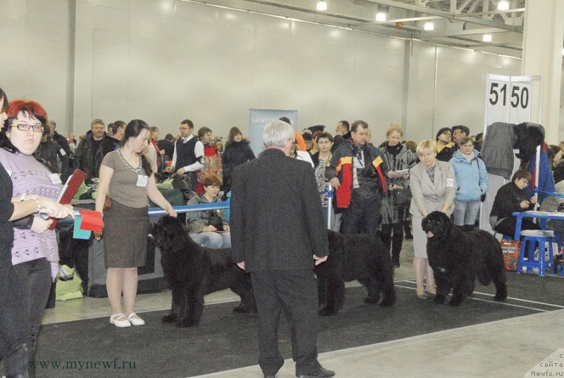 Фото: ньюфаундленд Beguschaya po Volnam Foget Mi Not (Бегущая по Волнам Фогет Ми Нот), ньюфаундленд Aquatoriya Kelvin Franshize (Акватория Келвин Франшиза)