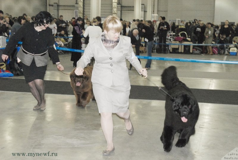 Фото: ньюфаундленд Happyness Long-Awaited s Berega Dona (Хаппинесс Лонг-Аваитед с Берега Дона), ньюфаундленд Aquatoriya Kelvin Franshize (Акватория Келвин Франшиза)