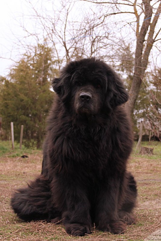 Фото: ньюфаундленд Dunyasha s Berega Dona (Дуняша с Берега Дона)