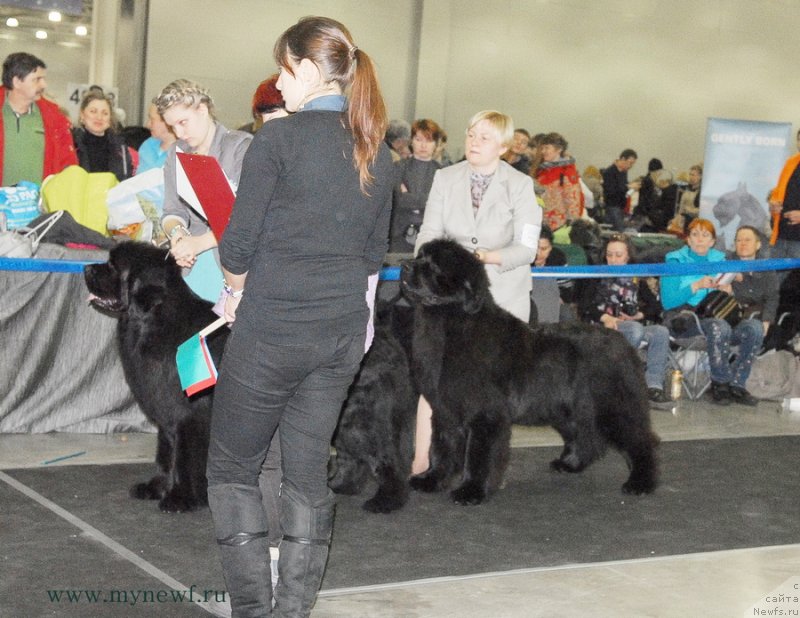 Фото: ньюфаундленд Vom Waterfall Land Ay Todor (Вом Ватерфалл Лэнд Ай Тодор), ньюфаундленд Aquatoriya Kelvin Ultimatum (Акватория Келвин Ультиматум)