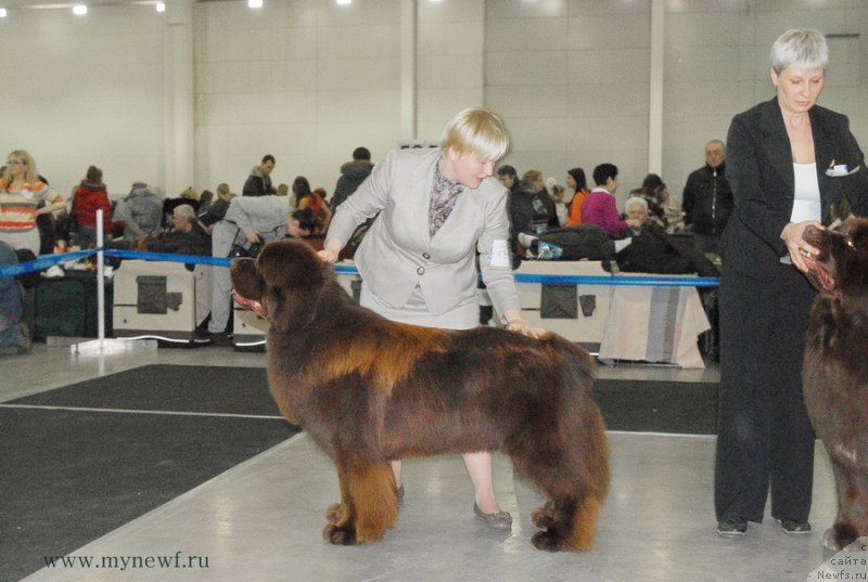 Фото: ньюфаундленд Aquatoriya Kelvin Reds Begin and Win (Акватория Келвин Редс Бегин энд Вин)