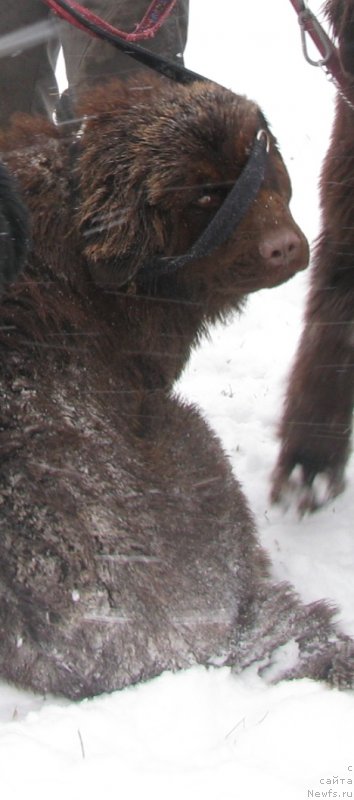 Фото: ньюфаундленд Zol'da (Зольда)